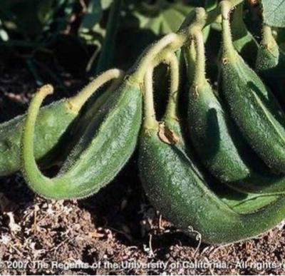 Green Ram’s Horn Plant – Power of Nature’s Treasure by Sri Herbal